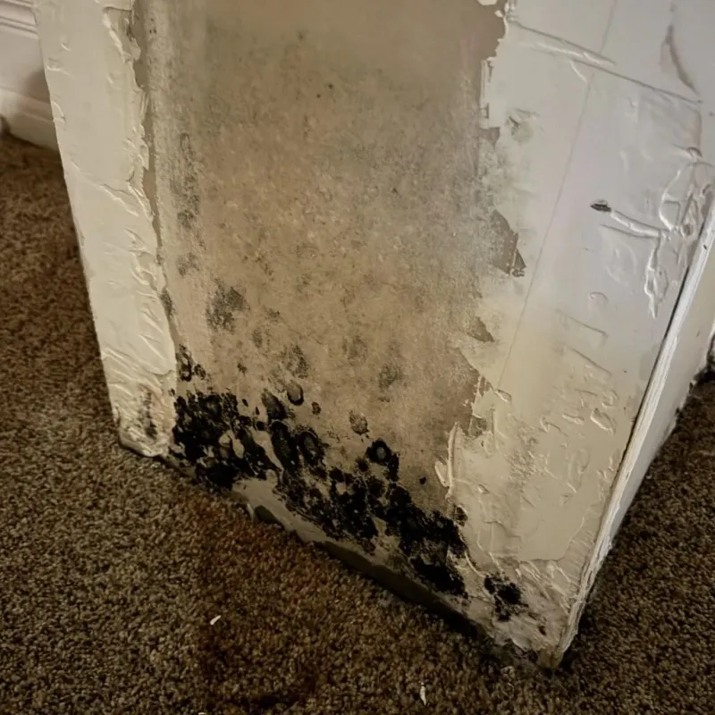 Professional Mold Removal in Christian County, IL